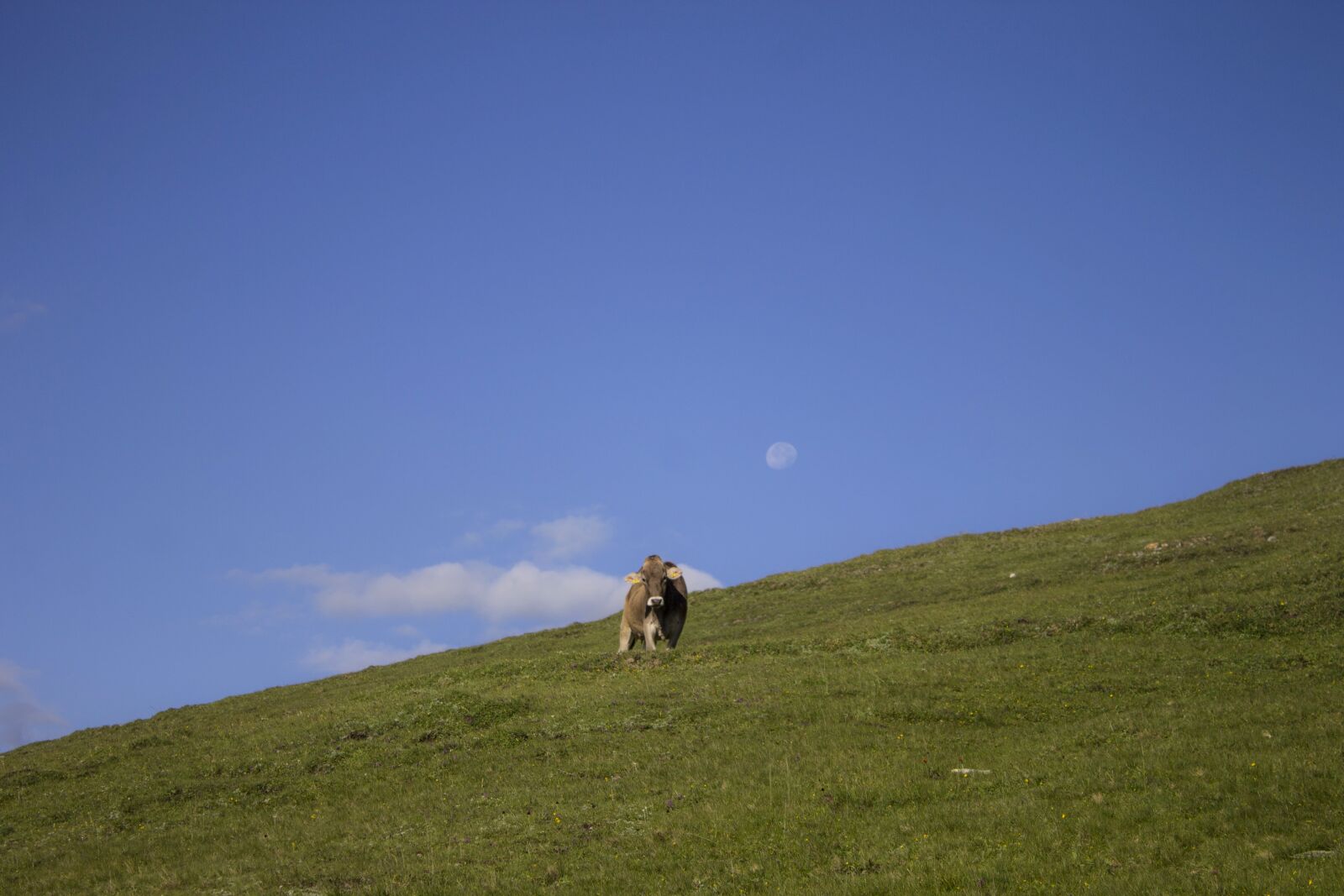 Canon EOS 1100D (EOS Rebel T3 / EOS Kiss X50) sample photo. Cow, pasture, meadow photography