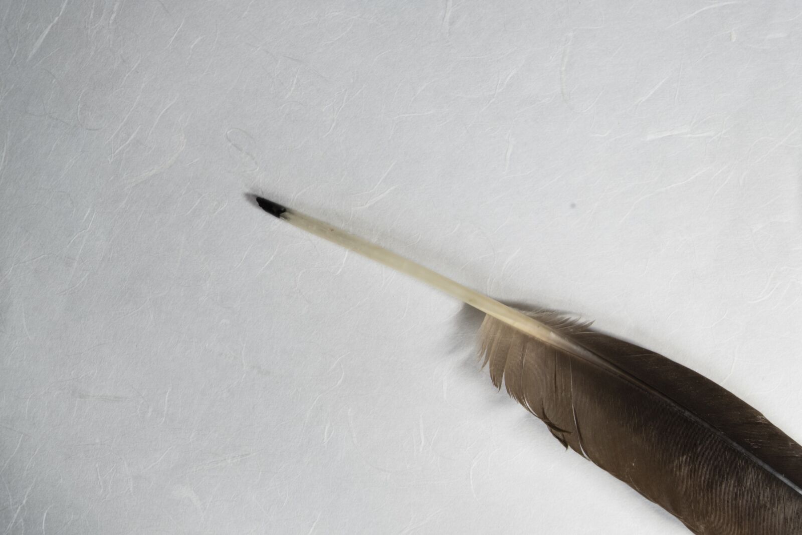 Fujifilm XF 18-55mm F2.8-4 R LM OIS sample photo. Bird feather, feather, paper photography