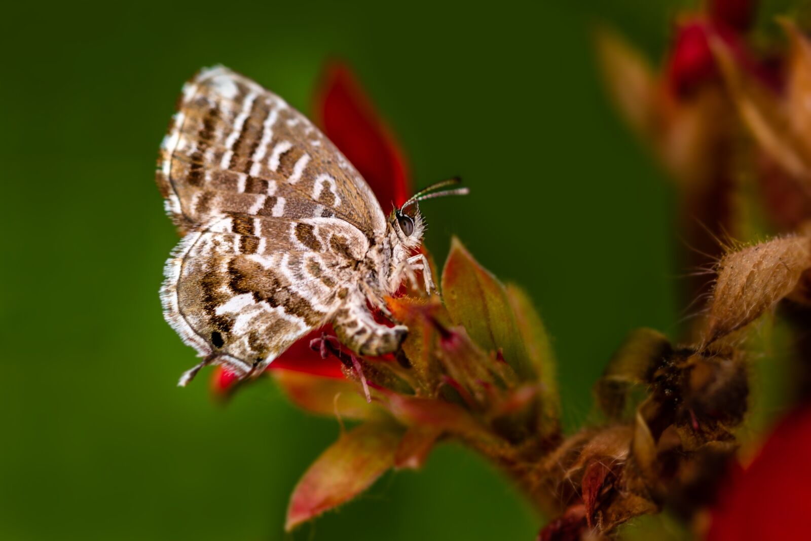 Canon EF 100mm F2.8L Macro IS USM sample photo. Butterfly, nature, insects photography