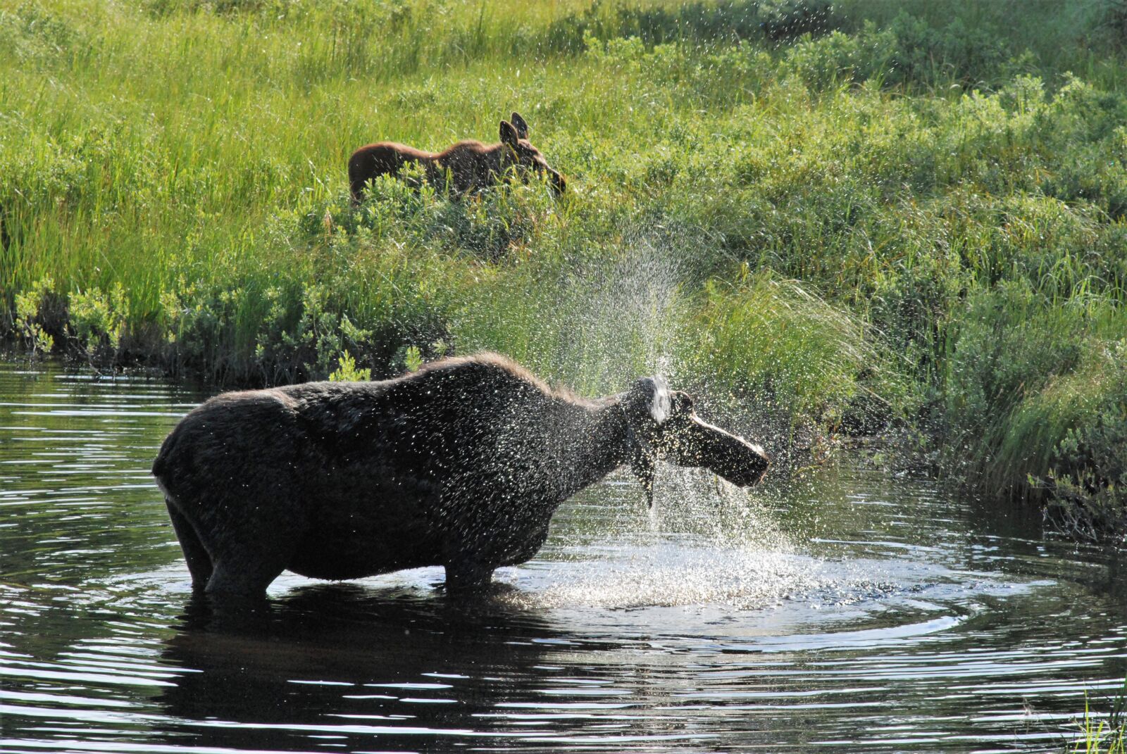Nikon D80 sample photo. Moose, splash, take-a-bath photography