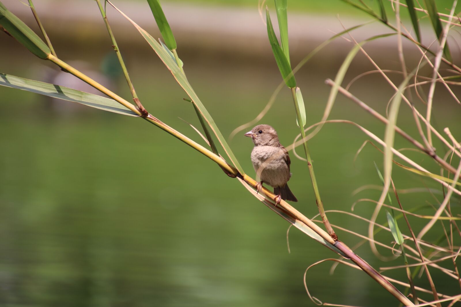 Canon EOS 800D (EOS Rebel T7i / EOS Kiss X9i) sample photo. Sparrow, birds, ornithology photography
