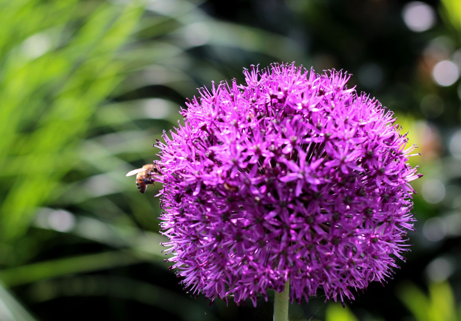 Canon EOS 600D (Rebel EOS T3i / EOS Kiss X5) + Canon EF 50mm F1.8 STM sample photo. Allium purple sensation, bee photography
