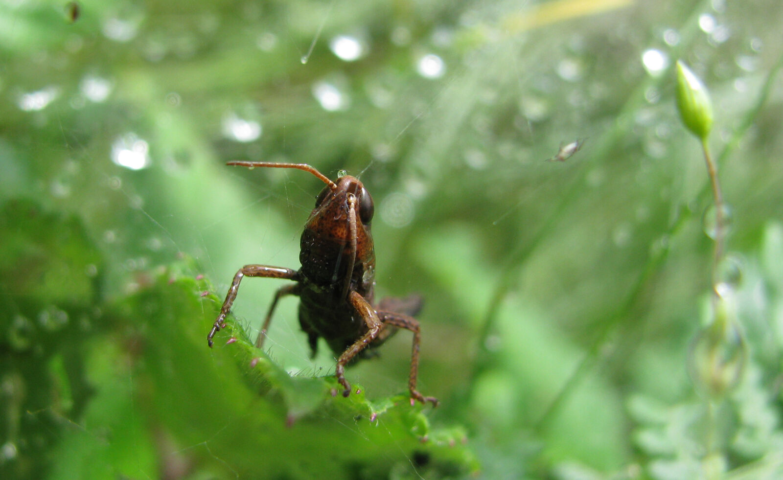 Canon POWERSHOT SX100 IS sample photo. Bug, insect, nature, rain photography
