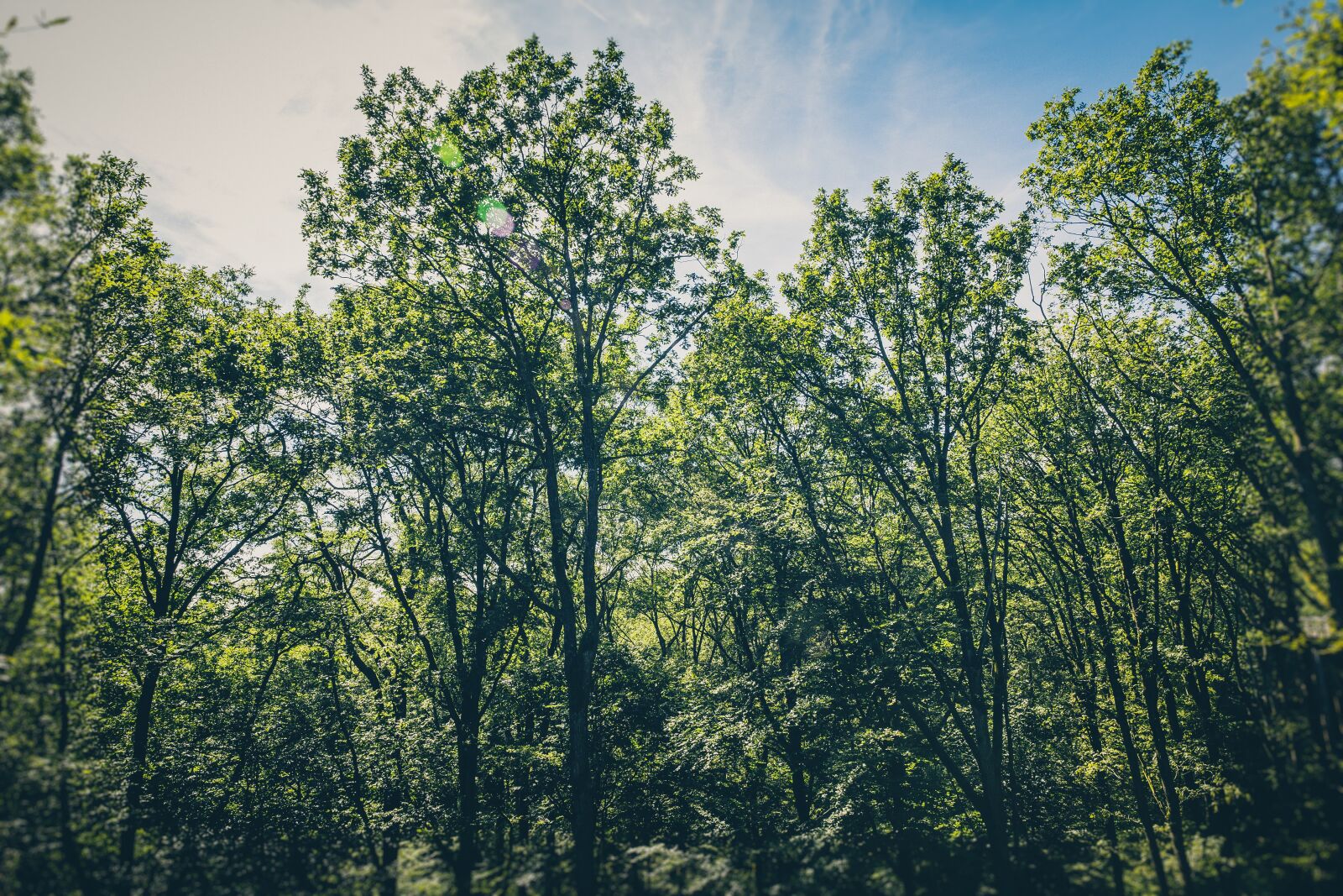 Canon EF 24-70mm F2.8L II USM sample photo. Birds eye, branches, conifer photography