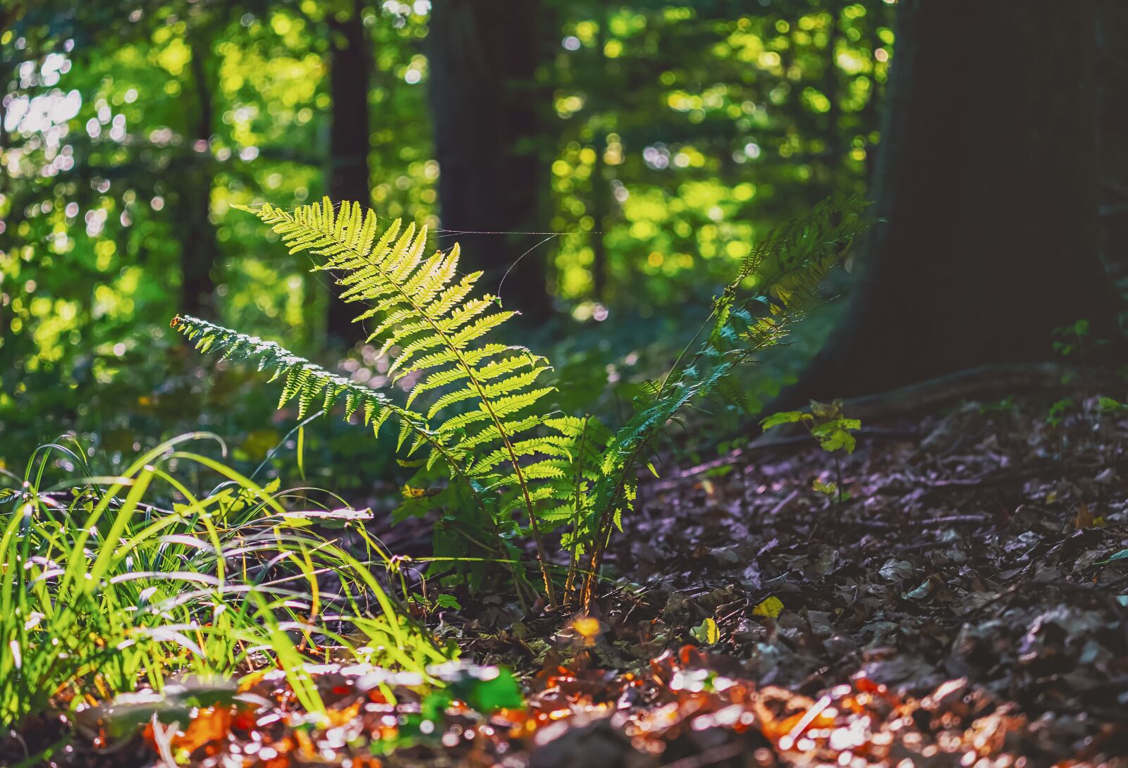 Fujifilm XF 55-200mm F3.5-4.8 R LM OIS sample photo. Fern, nature, plant photography