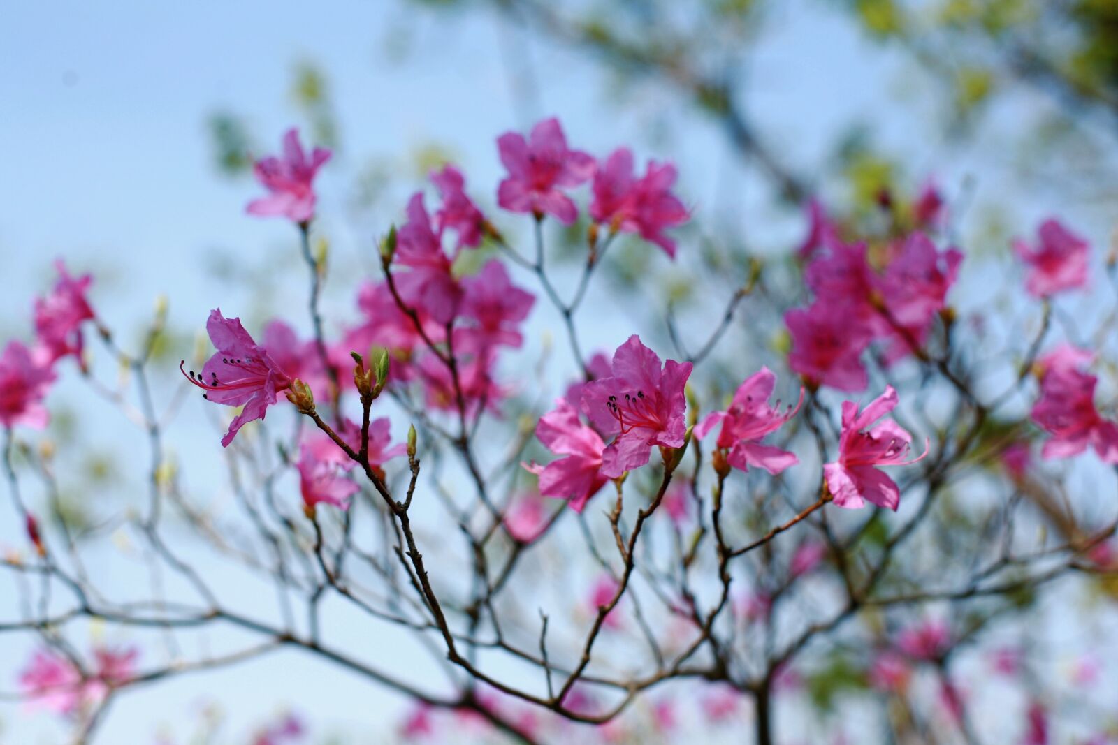 Canon EOS 5D sample photo. Flowers, spring, landscape photography
