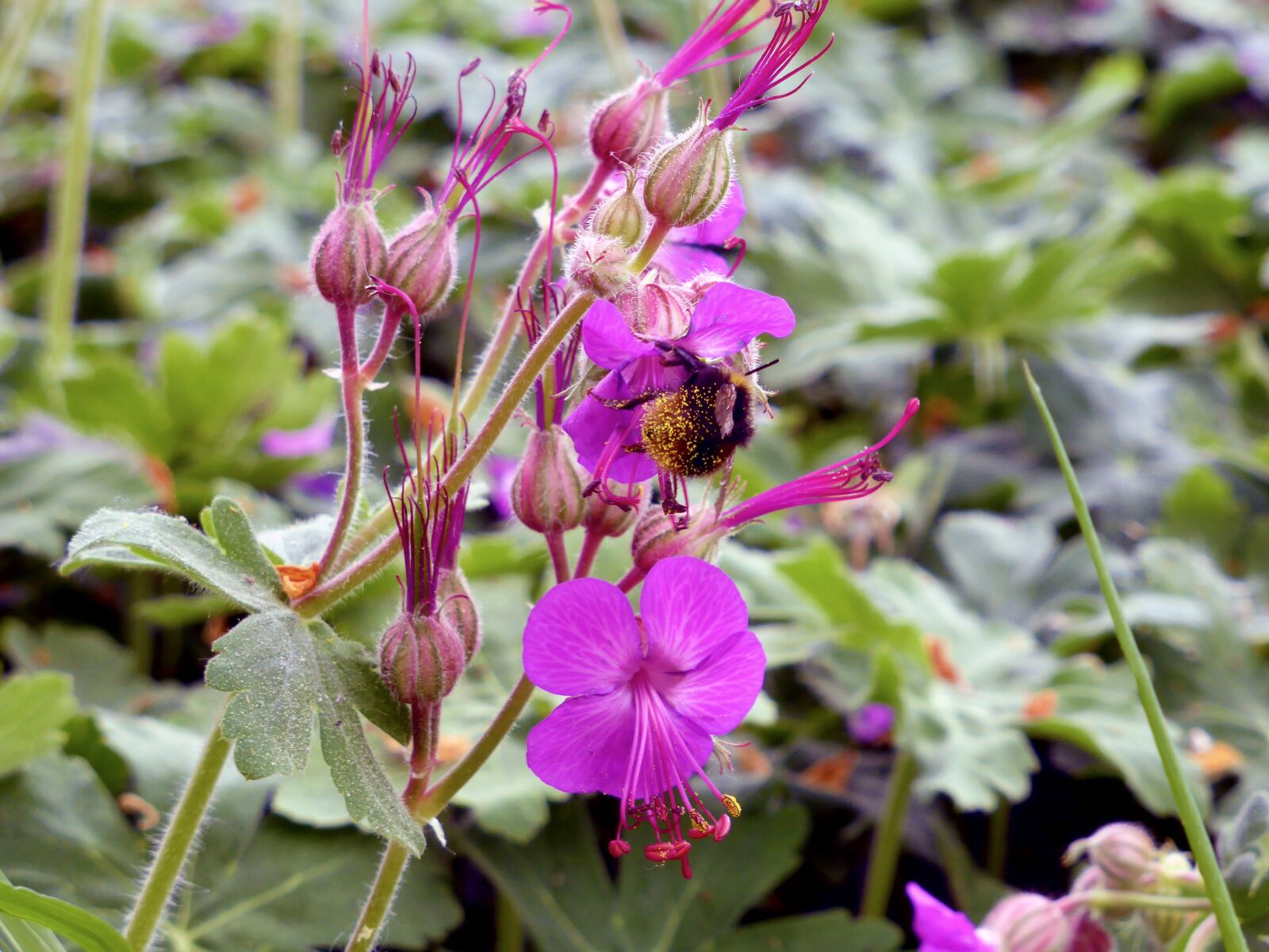 Panasonic Lumix DMC-ZS30 (Lumix DMC-TZ40) sample photo. Pink flower, flower, bourdon photography