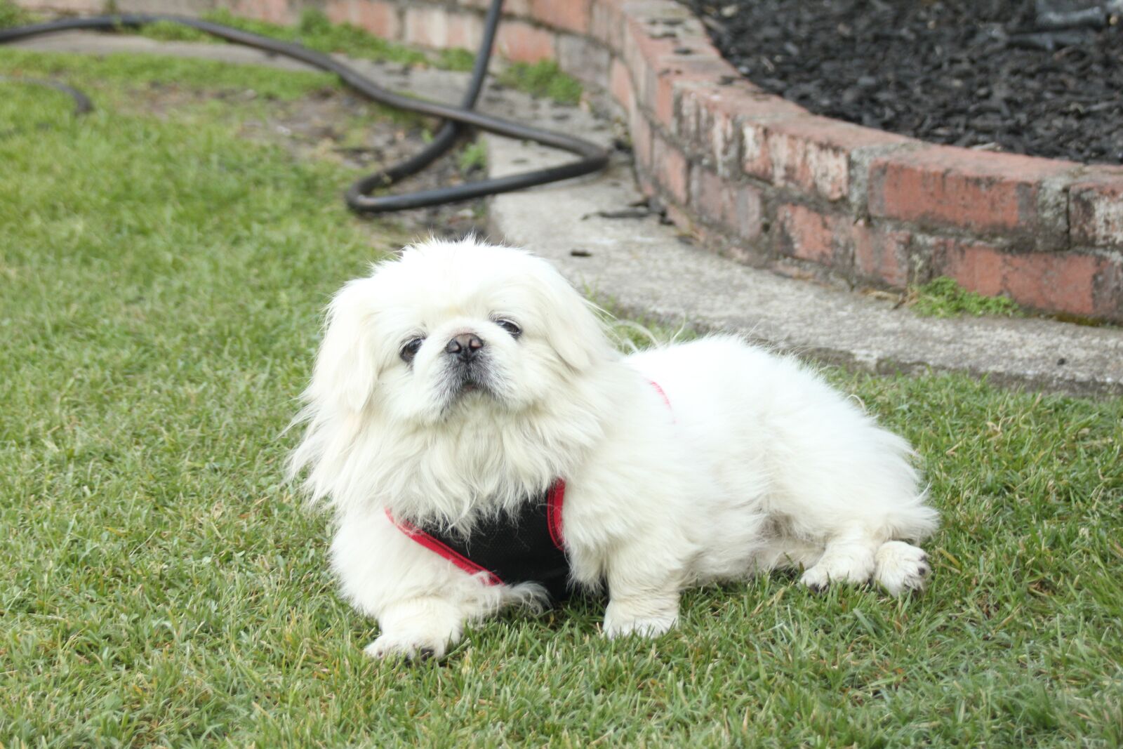 Canon EOS 550D (EOS Rebel T2i / EOS Kiss X4) sample photo. Nobu, pekingese, dog photography
