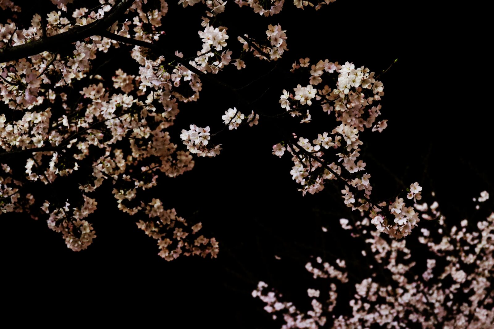 Canon EF 24-70mm F4L IS USM sample photo. Cherry, blossom, tree photography
