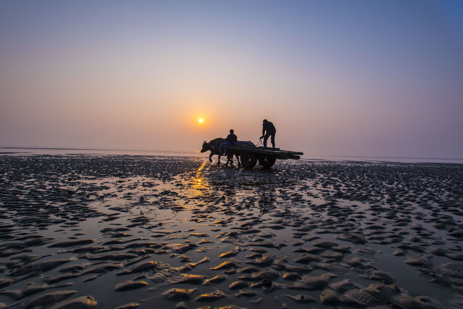Nikon D750 sample photo. Sea, cattle car, beach photography