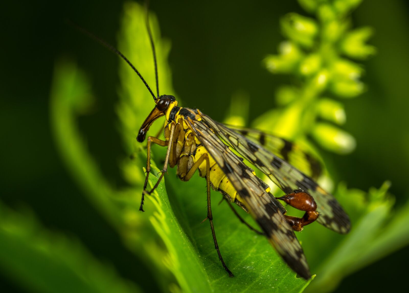 #124 65/2.8 sample photo. Insect, nature, wing photography
