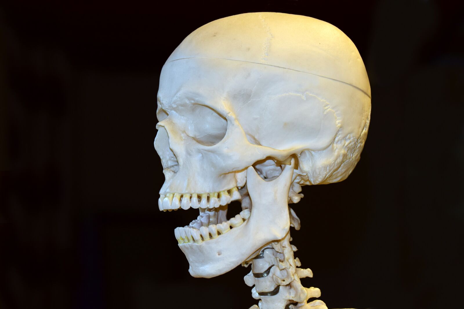 Nikon D3300 sample photo. Death, skull, skeleton photography