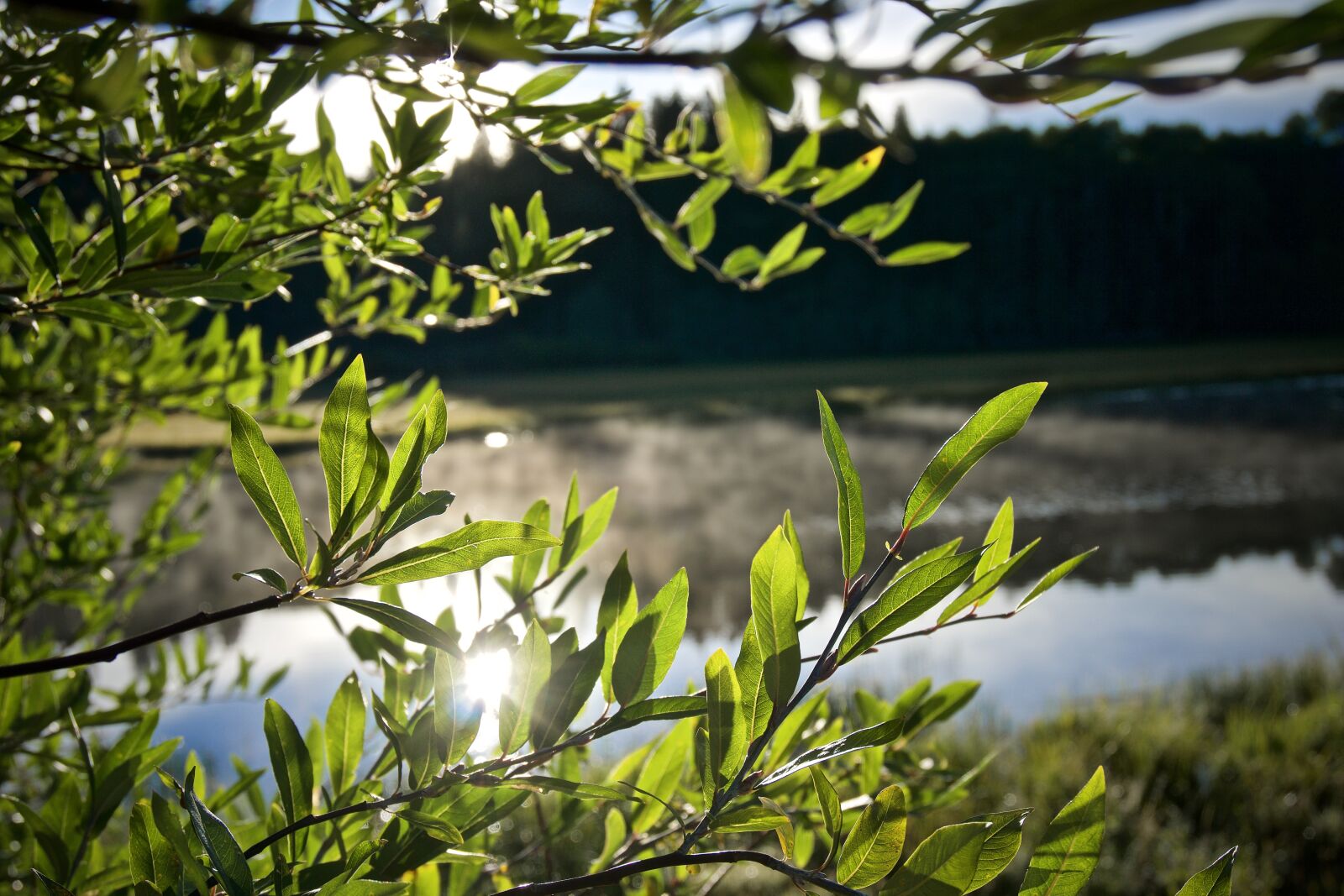 Sony a6000 sample photo. Willow, pond, colorado photography