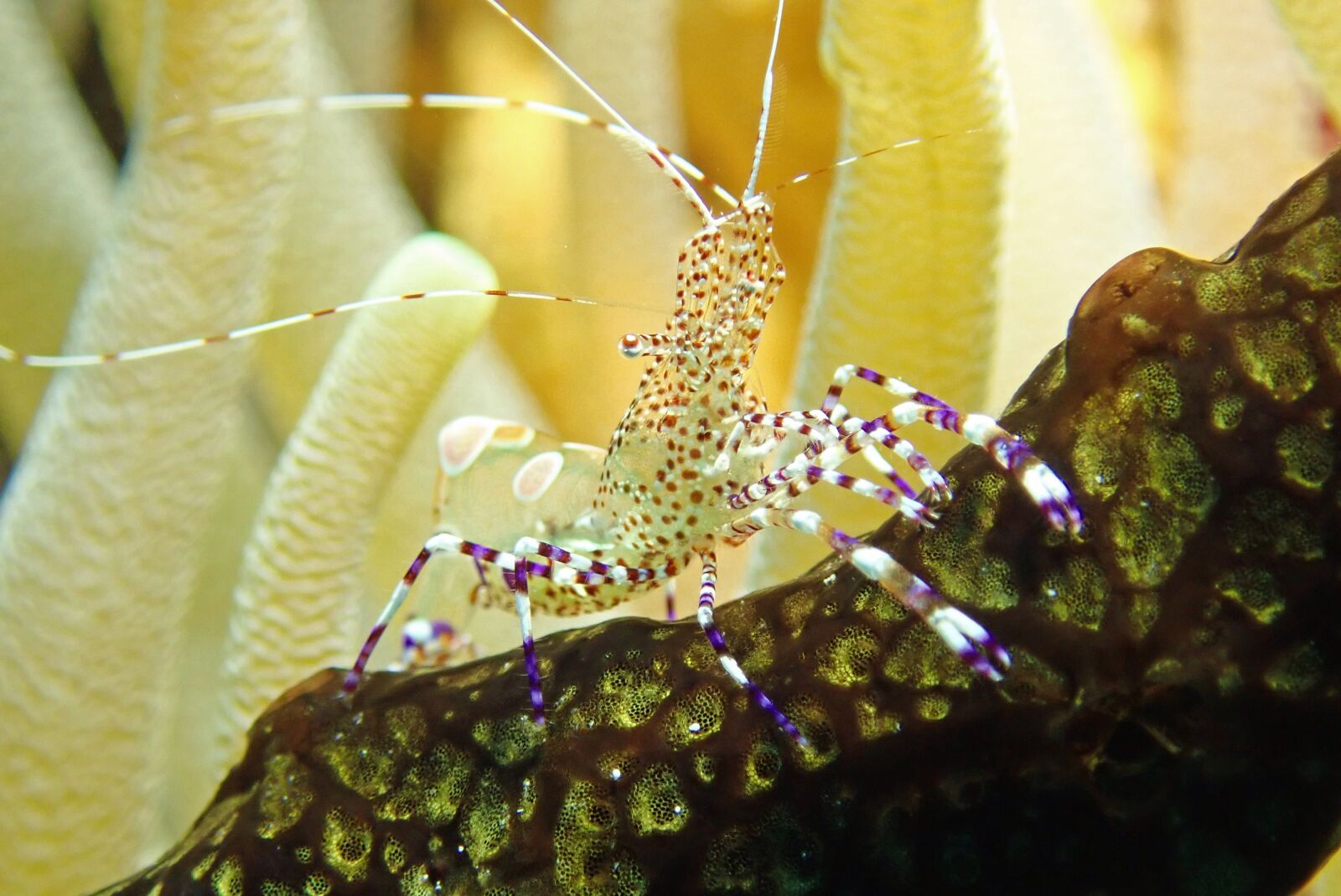 Olympus TG-5 sample photo. Banded, coral, cleaner photography