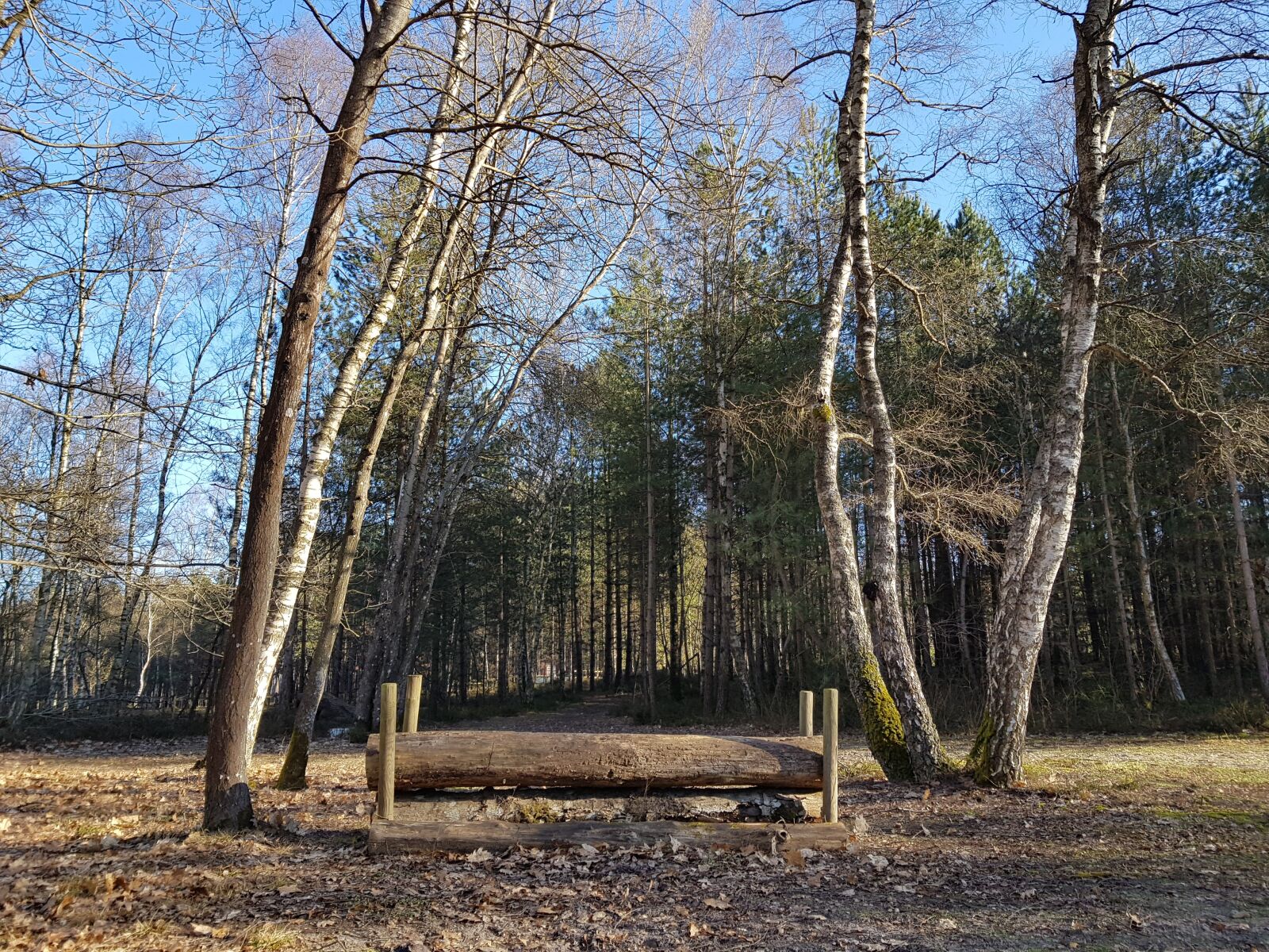 Samsung Galaxy S8+ sample photo. Forest jump, cce, eventing photography