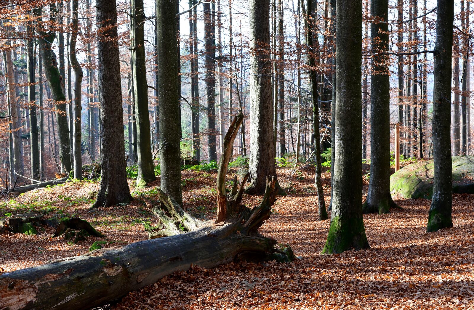 Nikon D5200 sample photo. Wood, tree, nature photography