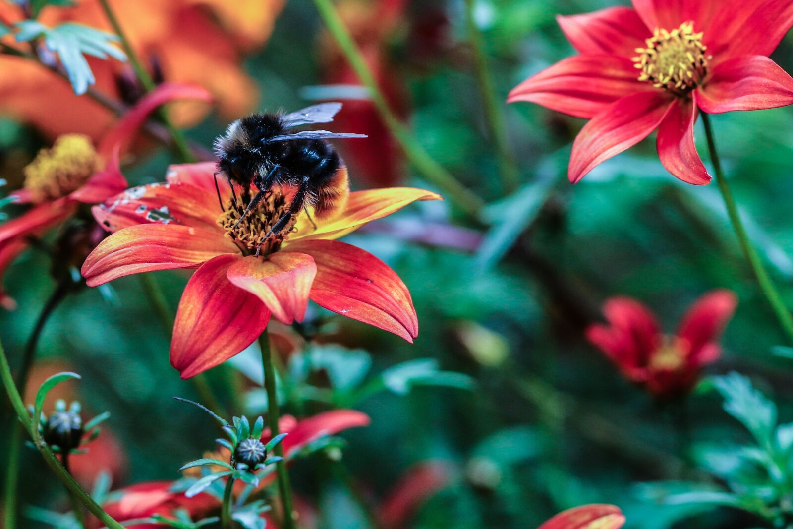 Canon EOS 7D Mark II sample photo. Flower, bumble bee, insect photography