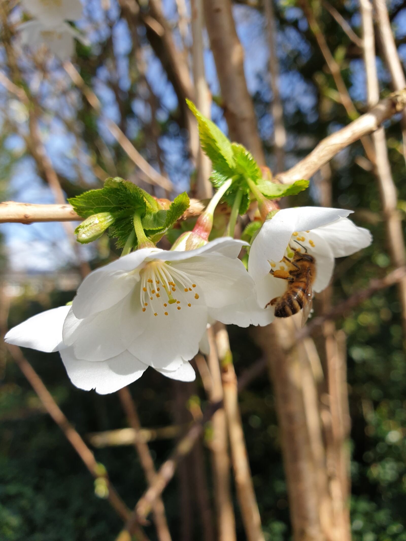 Samsung Galaxy S9 sample photo. Bee, pollen, wildlife photography
