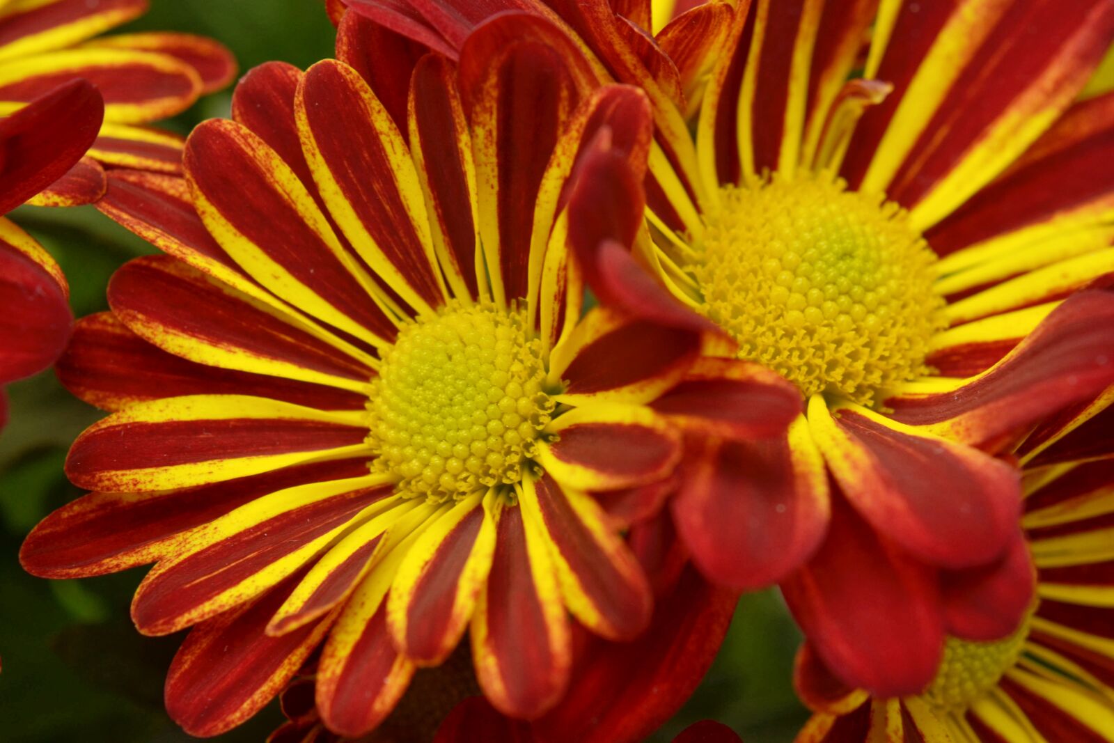 Nikon D7000 sample photo. Chrysantéma, flower, beautiful photography