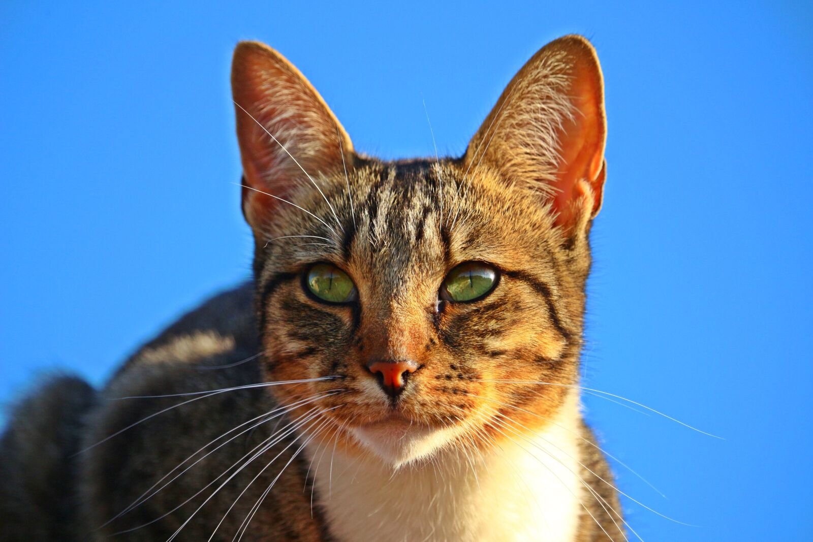 Canon EOS 100D (EOS Rebel SL1 / EOS Kiss X7) sample photo. Mieze, kitten, cat photography