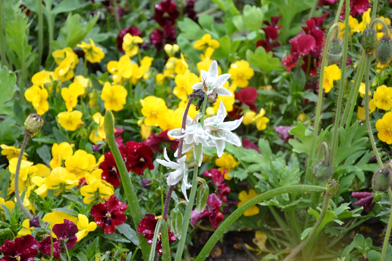 Nikon D3100 sample photo. Flowers, pansy, nature photography