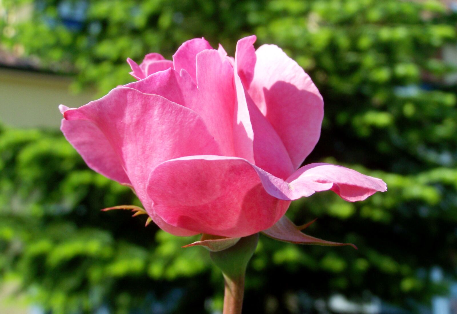 Kodak EASYSHARE ZD710 ZOOM DIGITAL CAMERA sample photo. Rose, pink flower, flower photography