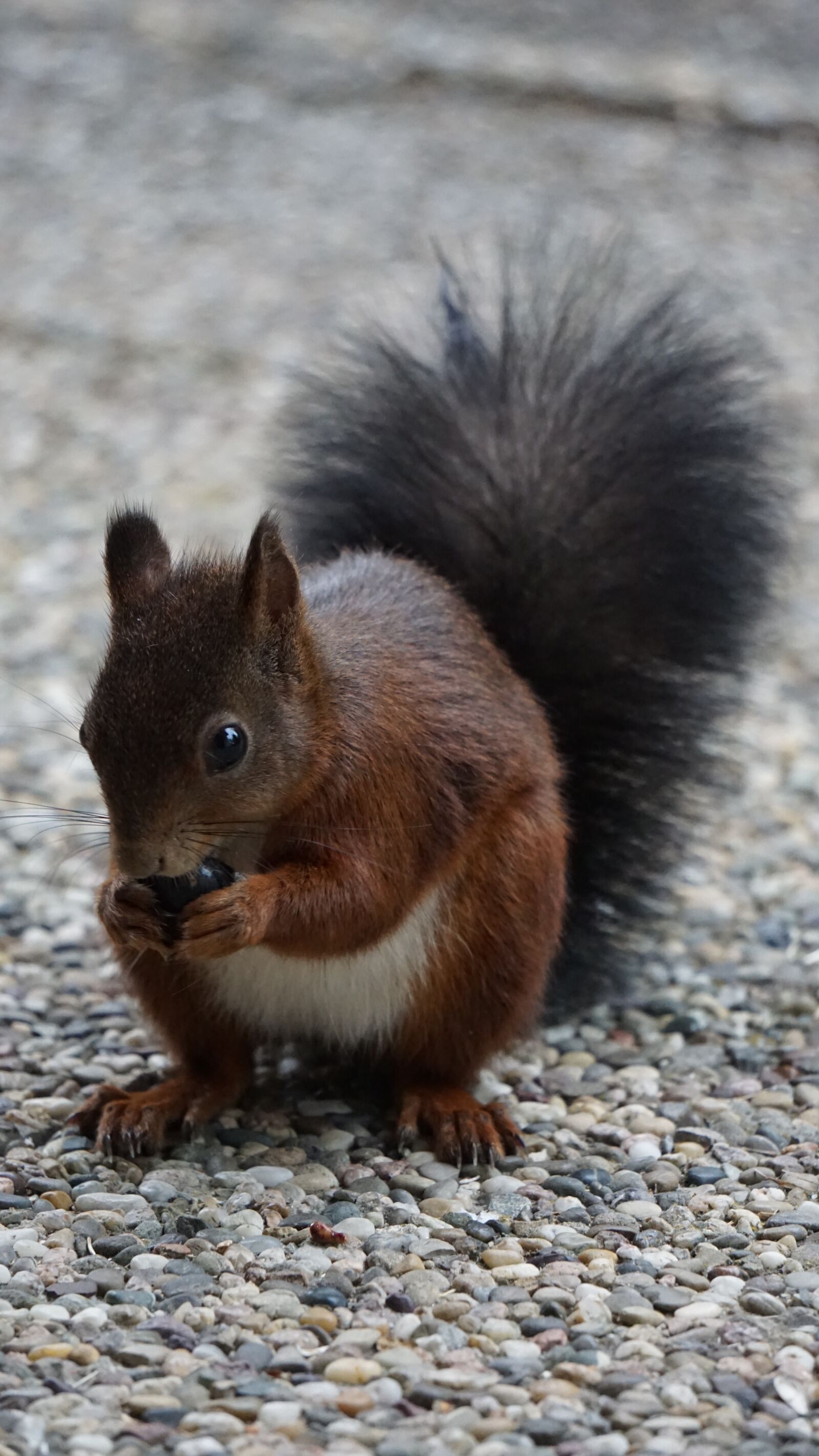 Sony E 55-210mm F4.5-6.3 OSS sample photo. Squirrel, brown, eating photography