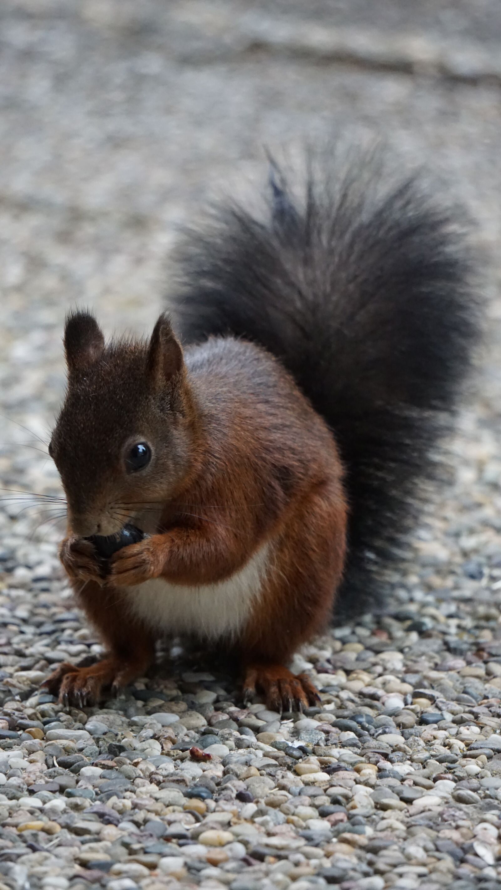 Sony a5100 + Sony E 55-210mm F4.5-6.3 OSS sample photo. Squirrel, brown, eating photography