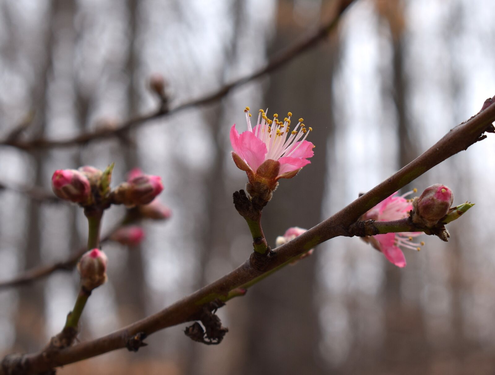 Nikon D3300 sample photo. Peach blossom bud open photography