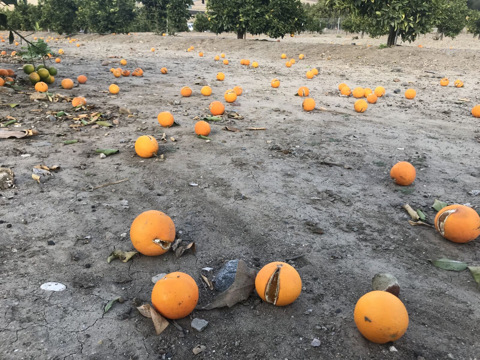 iPhone 7 Plus back dual camera 3.99mm f/1.8 sample photo. Harvest, oranges, spoiled photography
