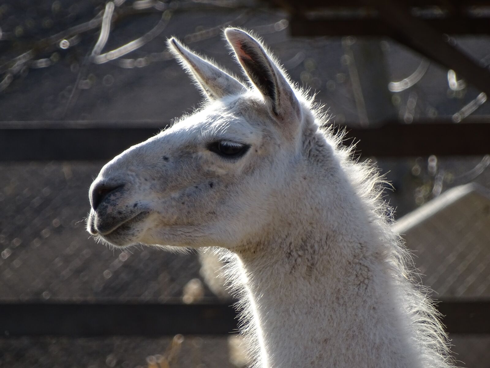 Sony Cyber-shot DSC-HX400V sample photo. Lama, animal, zoo photography