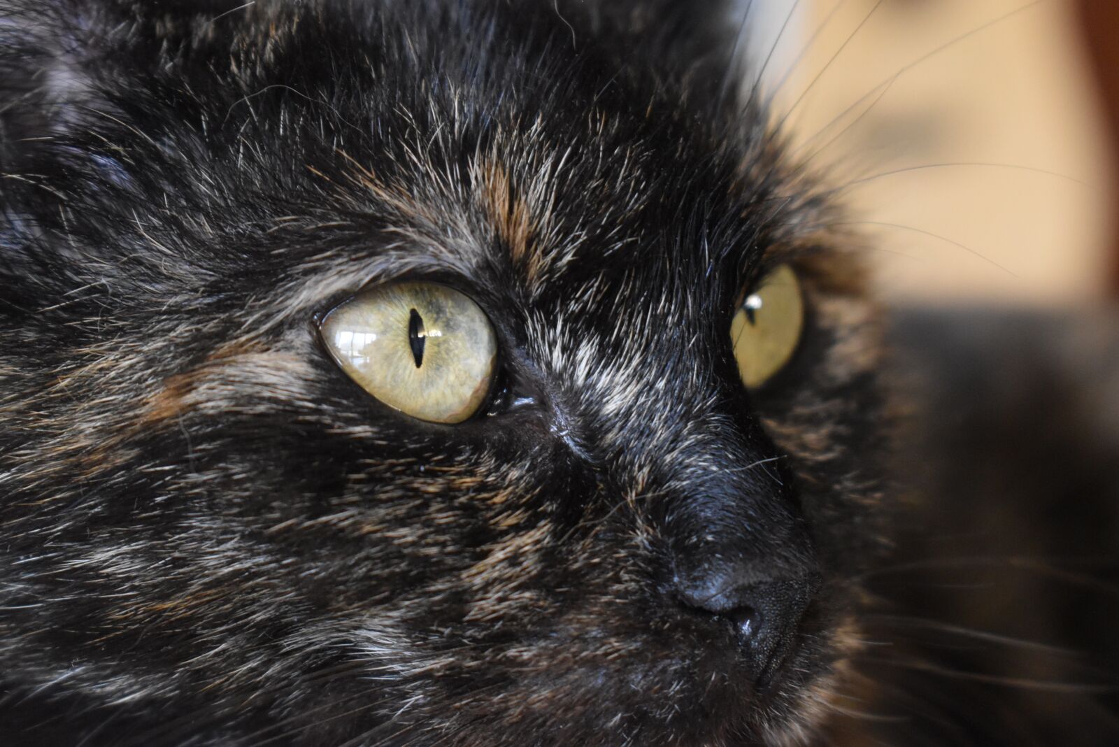 Nikon D3500 sample photo. Cat, eyes, animal photography