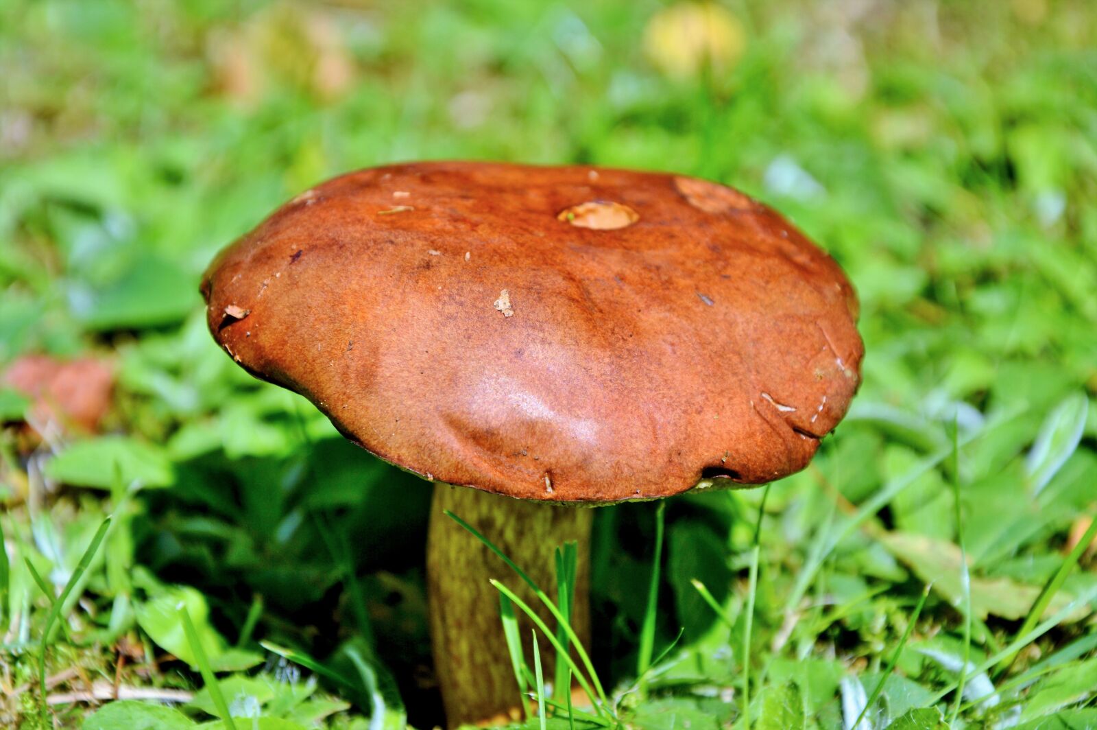 Nikon D3200 sample photo. Mushroom, tube mushroom, brown photography