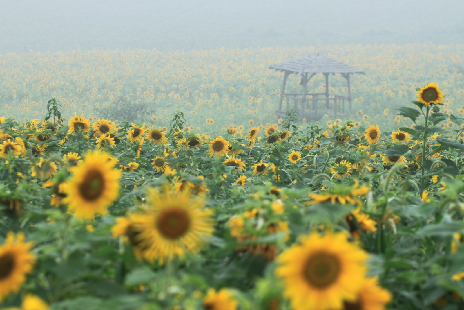 Canon EOS 500D (EOS Rebel T1i / EOS Kiss X3) sample photo. Sunflower, sunflower fields, nature photography