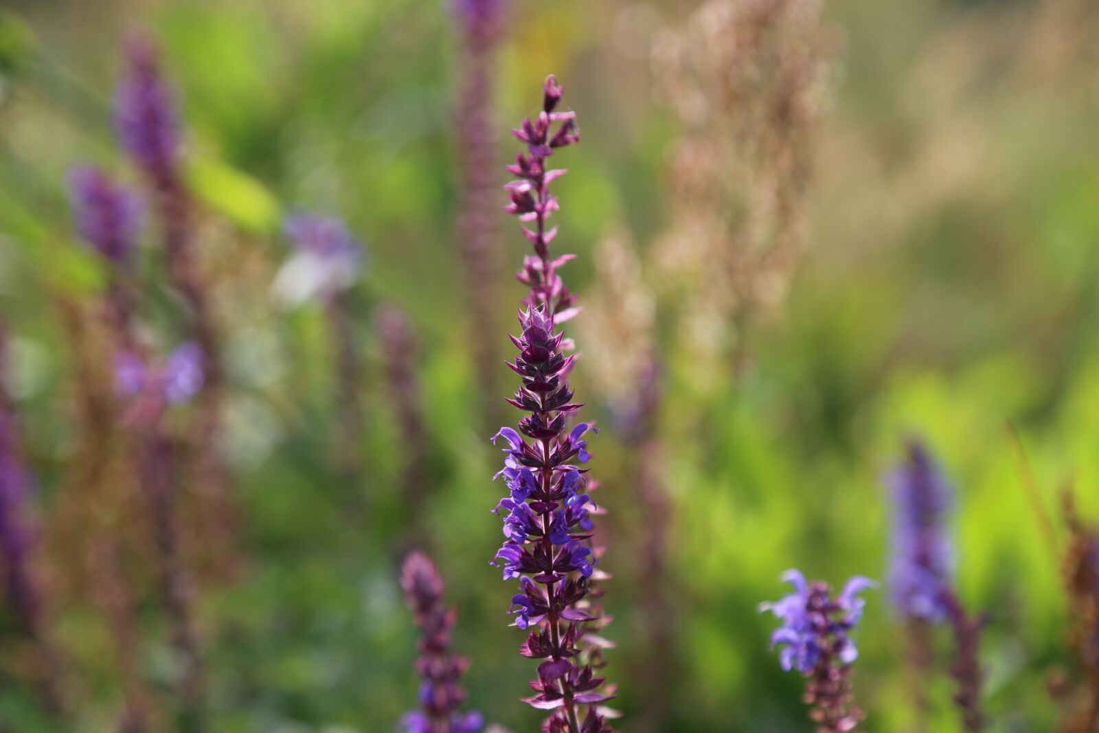Canon EOS 6D + Canon EF 24-105mm F4L IS USM sample photo. Flower, violet, heather photography
