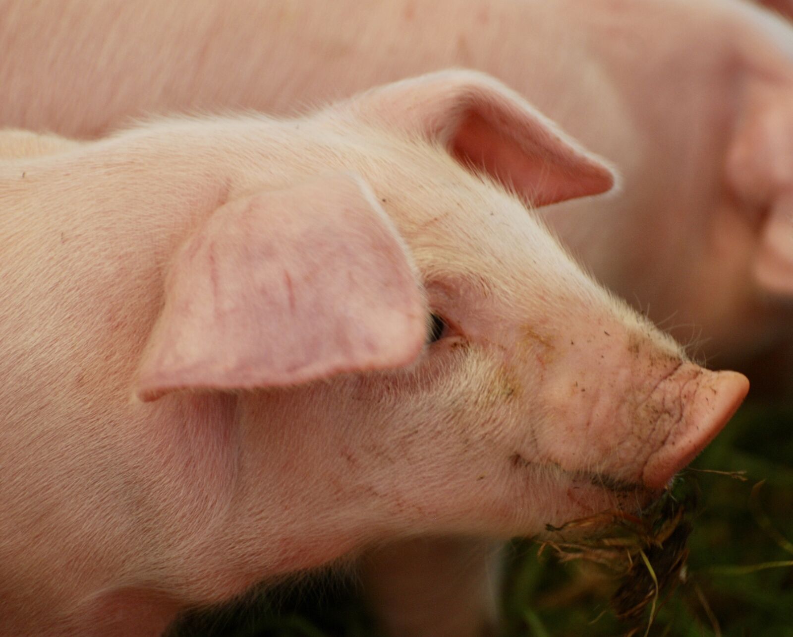 Nikon D80 sample photo. Farm, animal, pig photography