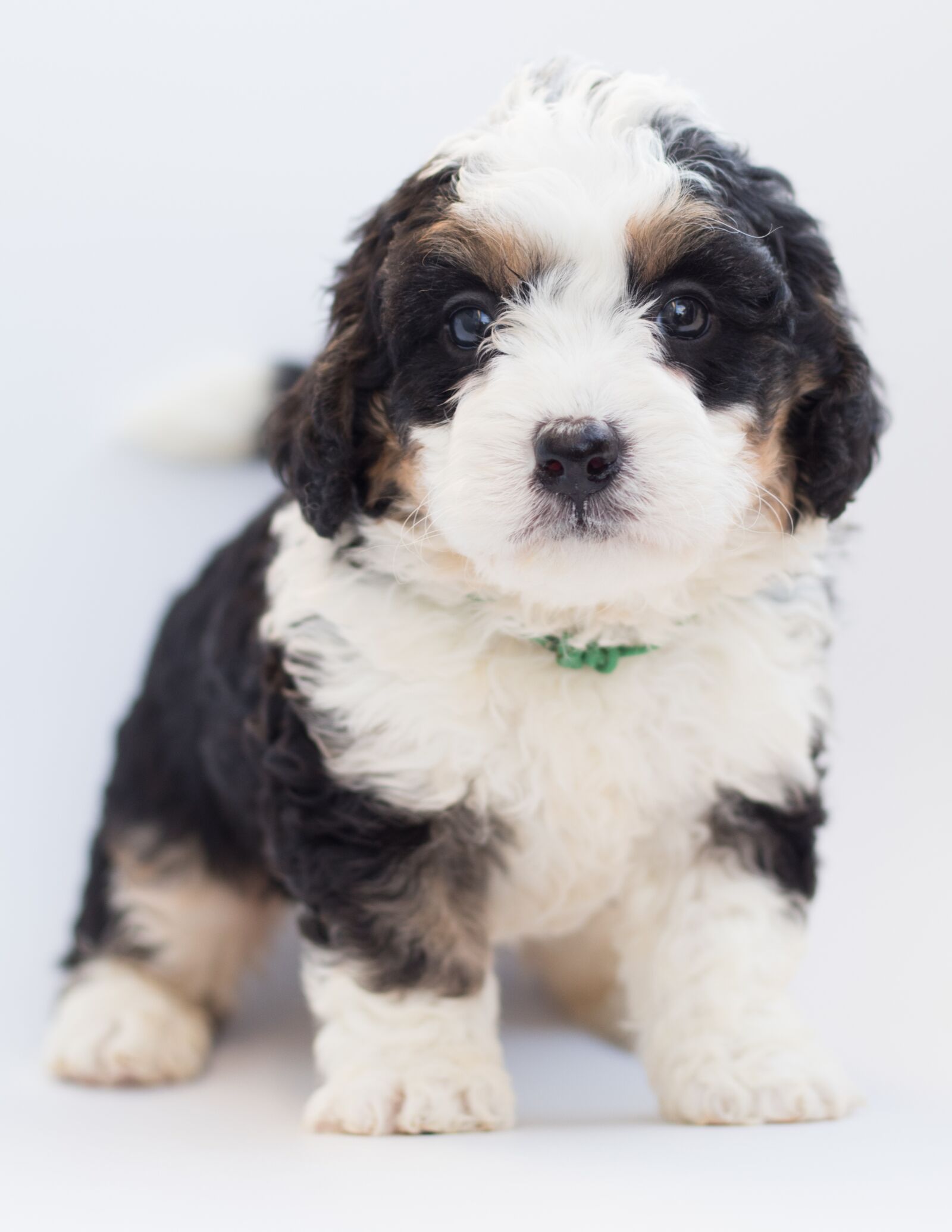 Canon EF 50mm F1.8 STM sample photo. Bernedoodle, dog, puppy photography