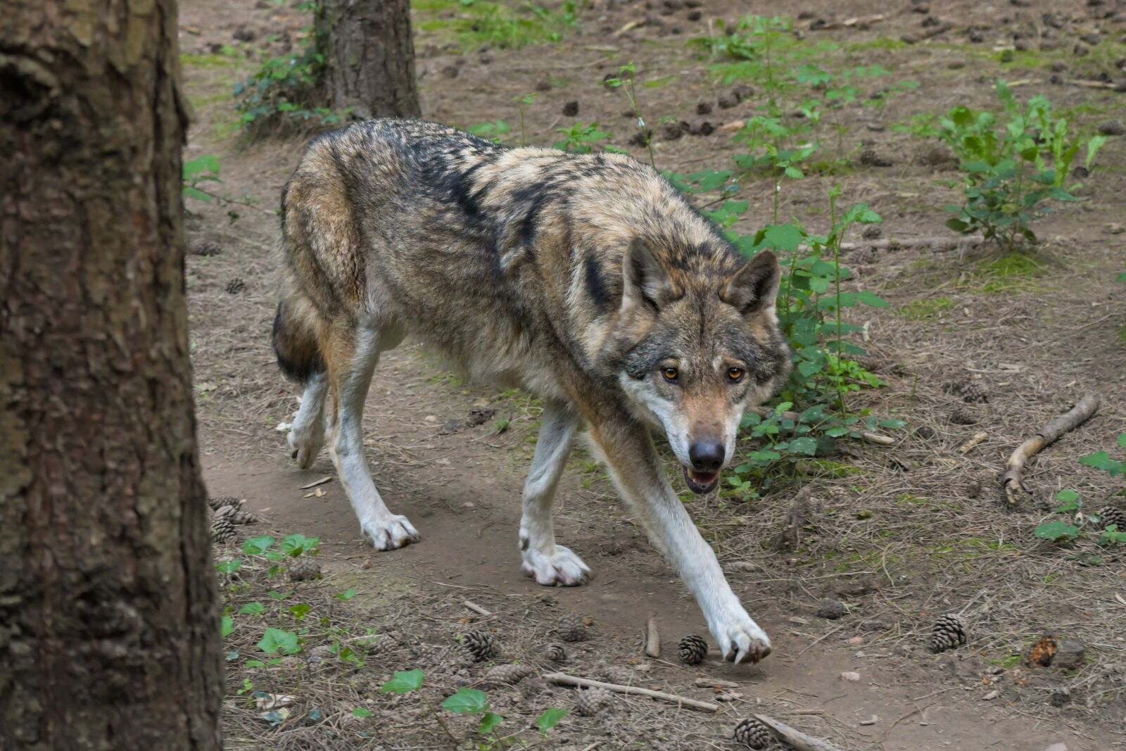 Nikon D500 sample photo. Wolf, predator, grey wolf photography