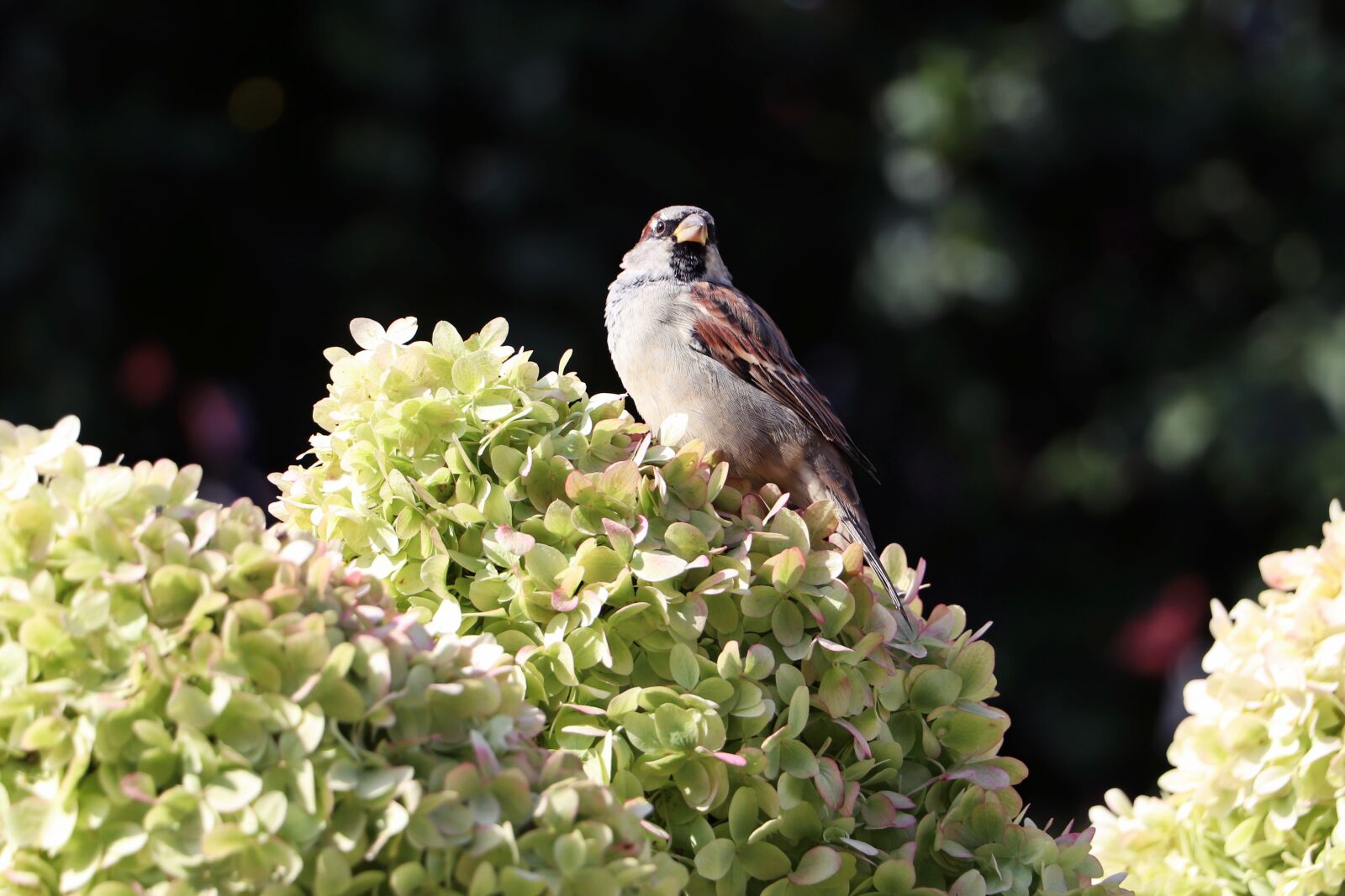 Canon EOS 200D (EOS Rebel SL2 / EOS Kiss X9) sample photo. Hydrangea, sparrow, flowers photography