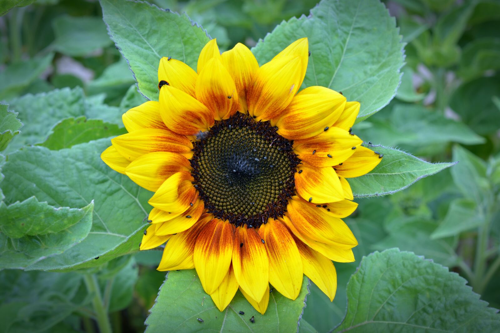 Nikon D5200 sample photo. Sunflower, blossom, bloom photography