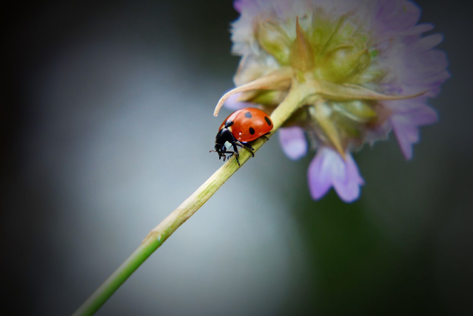 Panasonic Lumix DMC-FZ200 sample photo. Septempunctata, the beetle, flower photography