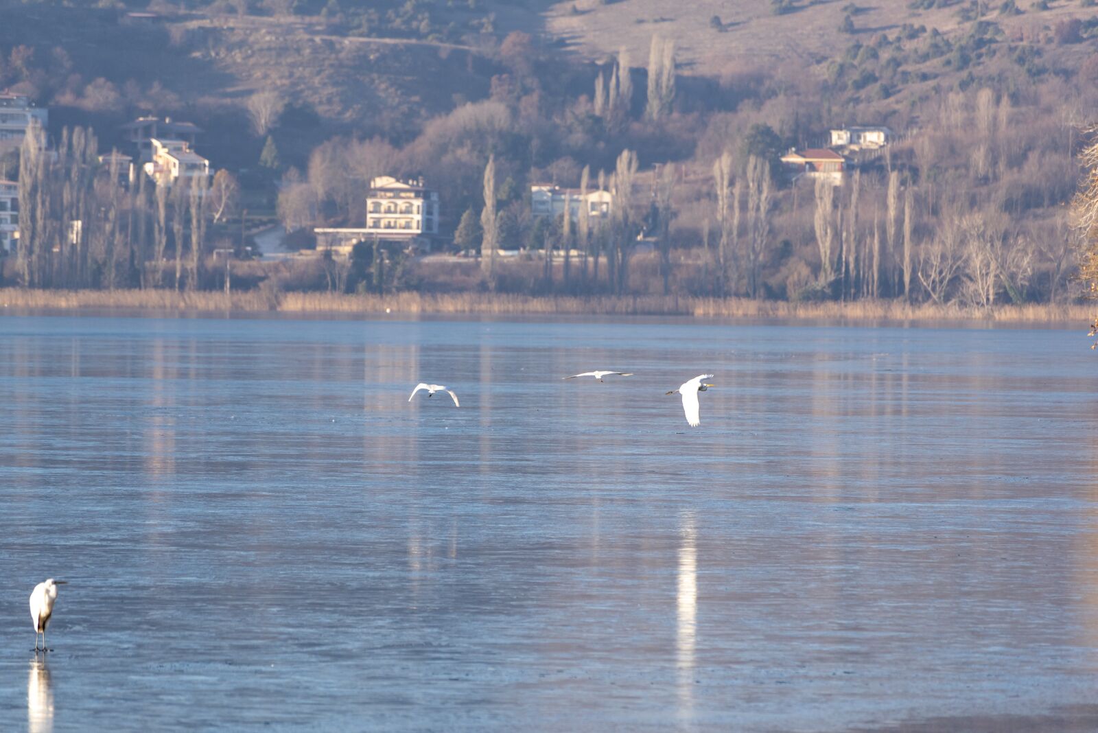 Nikon D750 sample photo. Ice, frozen, birds photography