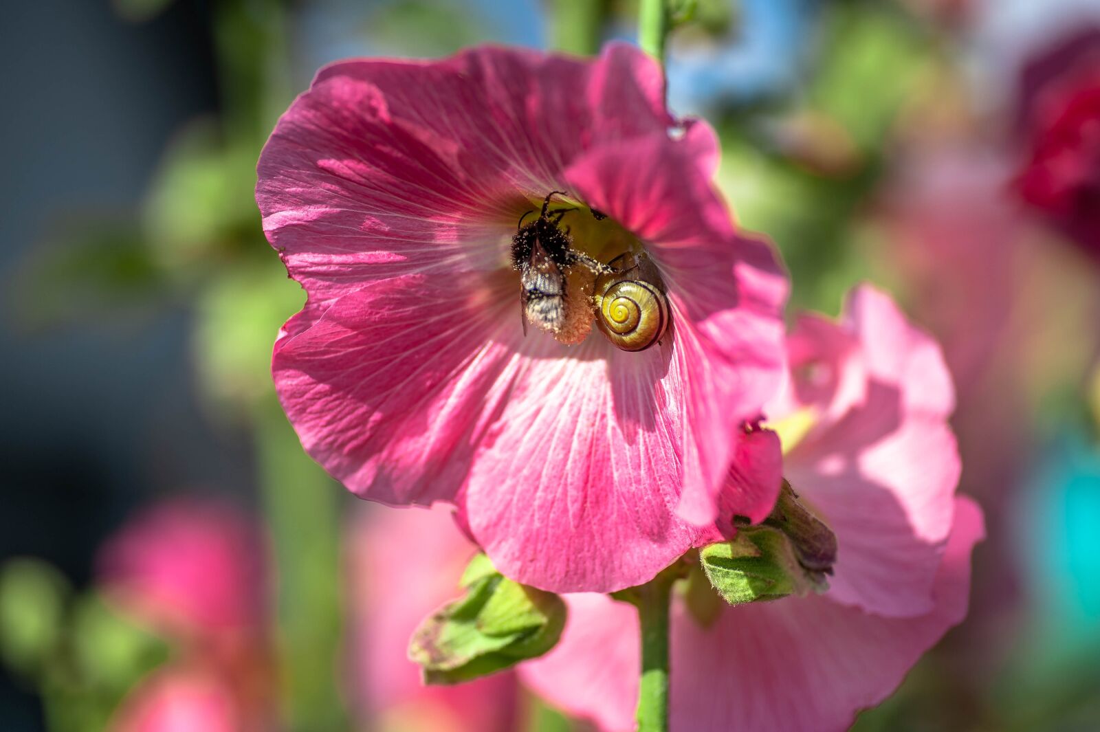Nikon D700 sample photo. Blossom, bloom, hummel photography