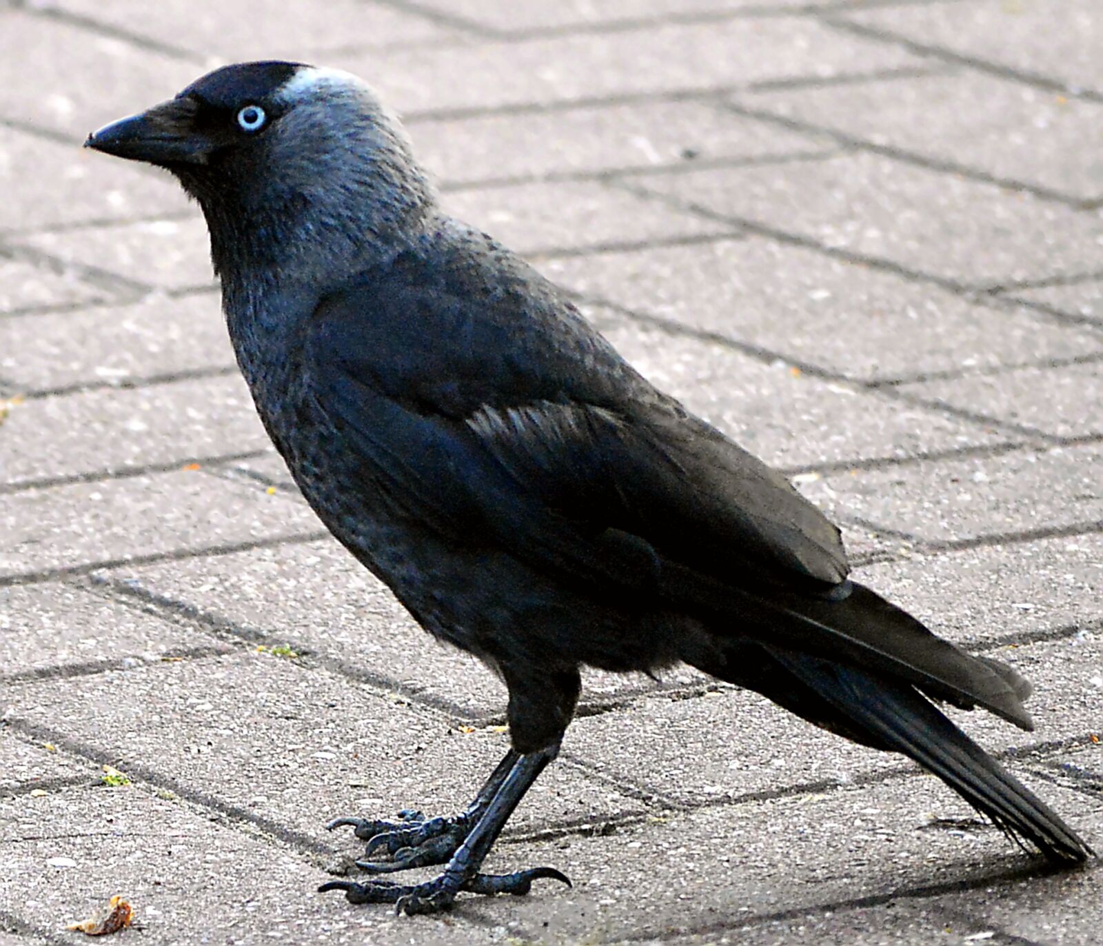 Nikon D3200 sample photo. Jackdaw, raven bird, black photography