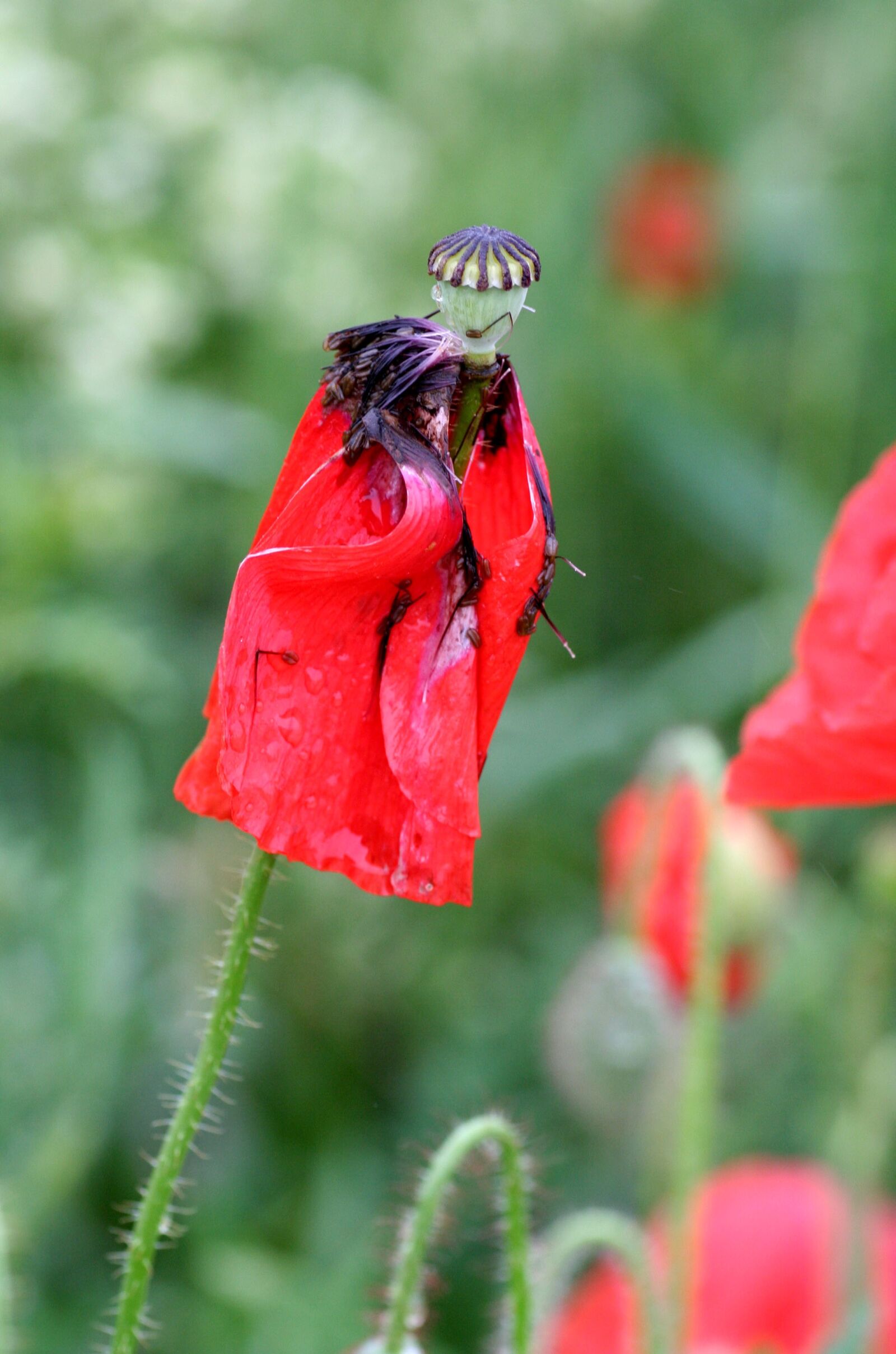 Canon EOS 350D (EOS Digital Rebel XT / EOS Kiss Digital N) sample photo. Flowers, poppy, red photography