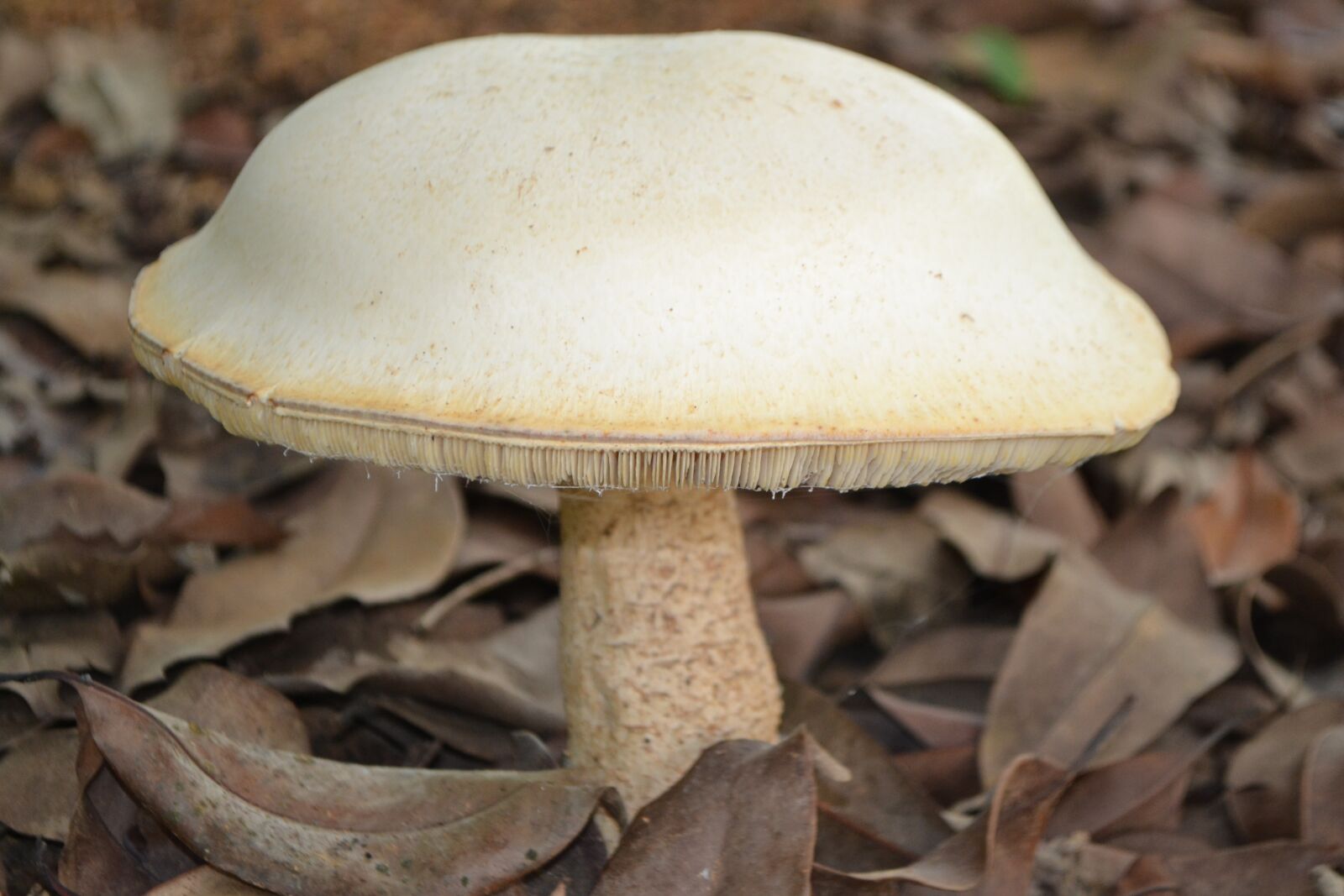 Nikon D3100 sample photo. Mushroom, biggest mushroom i photography