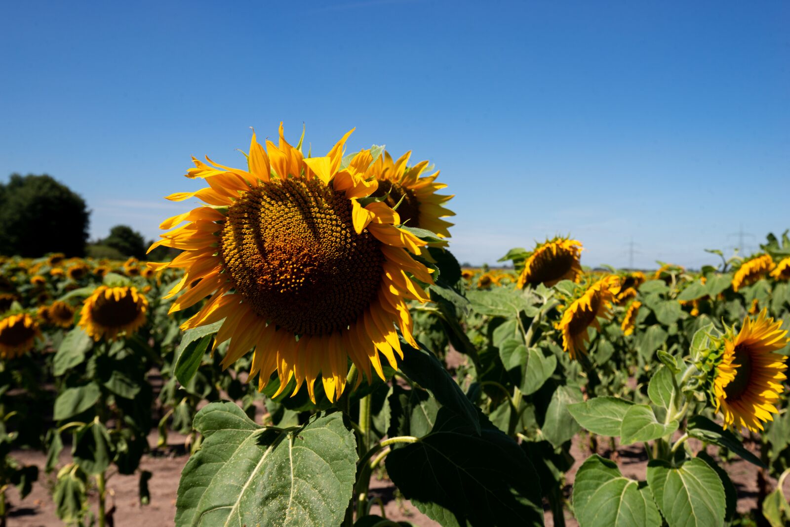 DT 16-35mm F4 SAM sample photo. Sunflower, sky, summer photography