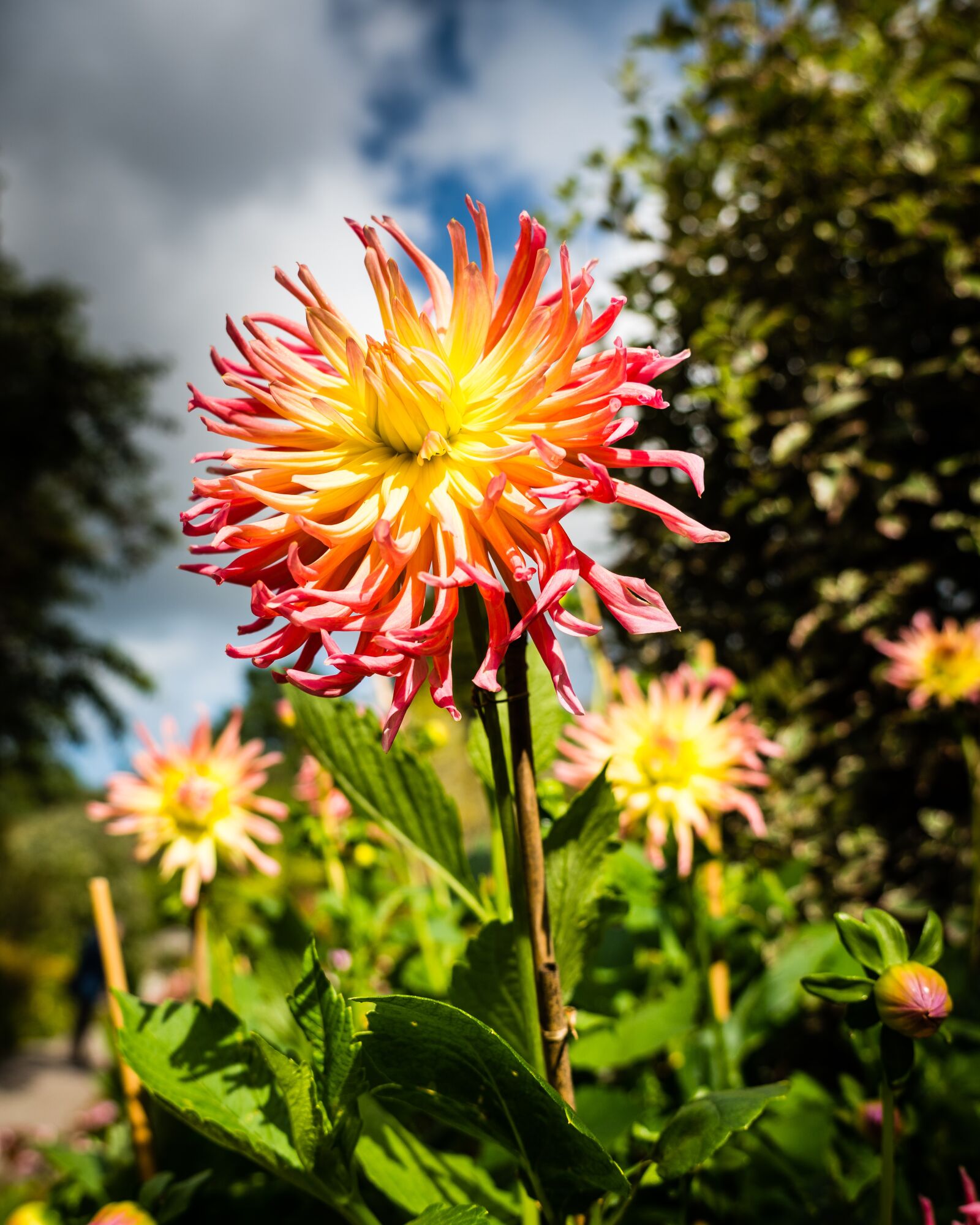 Sony FE 24-105mm F4 G OSS sample photo. Flowers, sky, clouds photography
