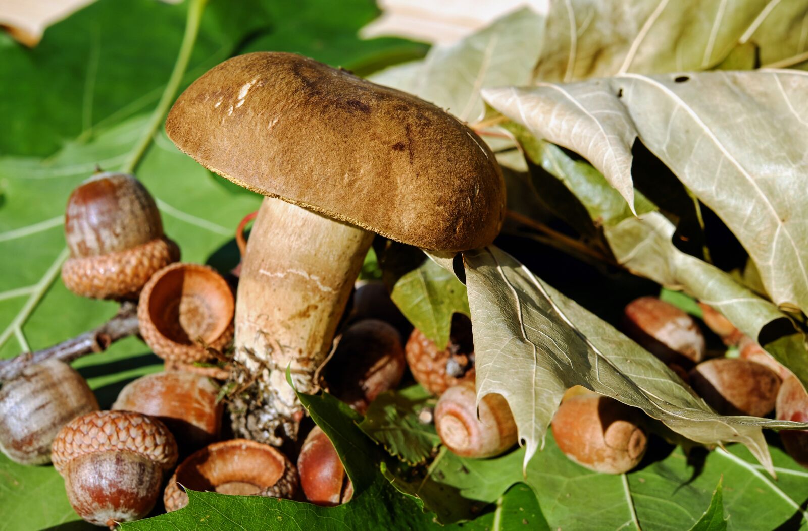 Fujifilm X-T10 + Fujifilm XF 35mm F1.4 R sample photo. Goat lip, mushroom, edible photography