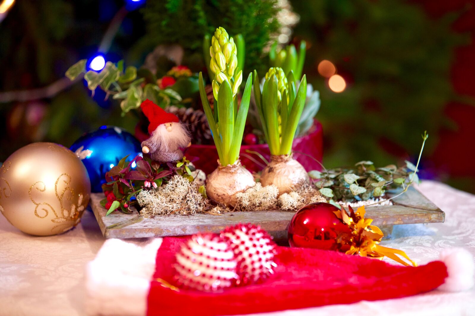 Canon EOS 5D Mark III sample photo. Happy, christmas, plant photography